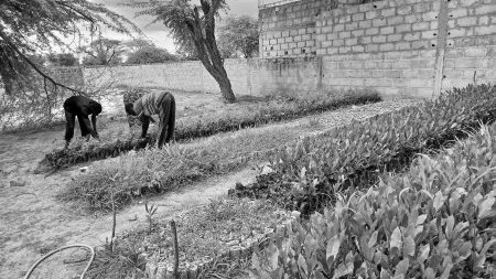 Une pépinière collective pour protéger les terres